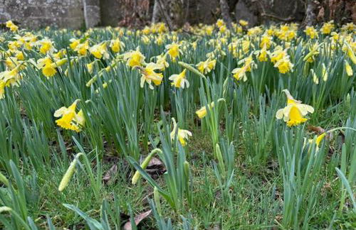 La Maison d'Elise - Gîte 4 épis - Foto 7