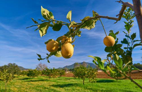 son capellot - Foto 23