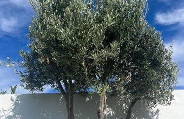 Villa La Hubara - Photo 31