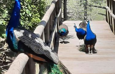 Meisters Schick im Stryck Willingen - Foto 24