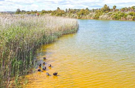 Cantinho do Mocho - Villa com piscina centro do Algarve - Foto 40