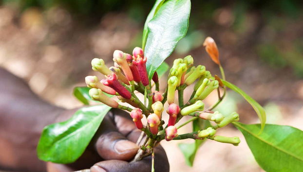 Private Zanzibar Spices Tour - Foto 3