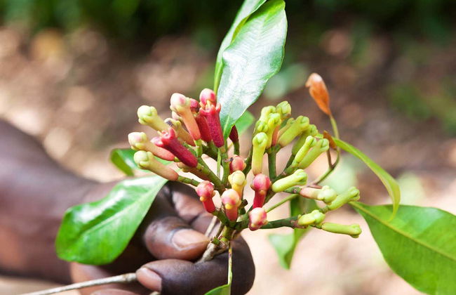 Private Zanzibar Spices Tour - Foto 3