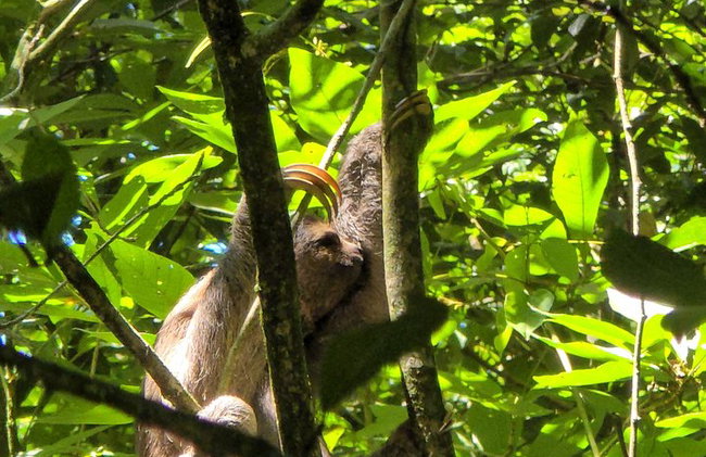 Visita guiada al bosque de Tijuca para grupos pequeños - Foto 34