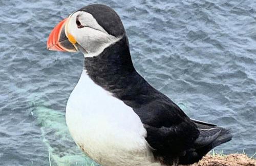 Withi-Gill - Cottage - Bay of Ireland Views - Foto 16