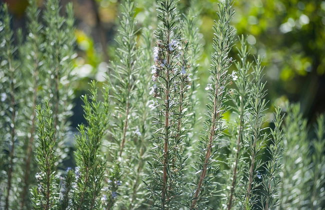 Etna Holiday Home,studio Melograno - Foto 19
