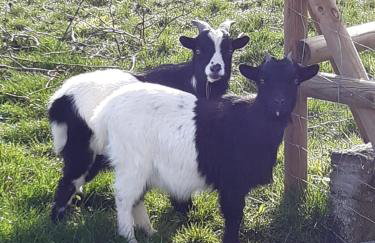 gîte au champ d'avoine - Foto 2