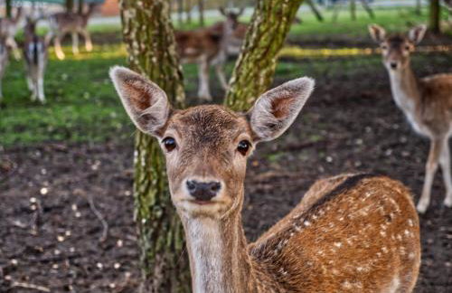 Przystań nad zatoką - Osada - Foto 70