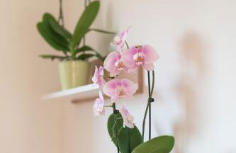 DN ART ROYALE - APT D first floor with lake view terrace and hot tub - APT N ground floor with internal whirpool - Foto 43