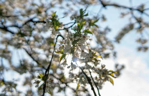 Traumhaftes Wohnen beim Badesee - Photo 37