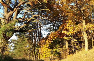 Oaza Mazurska - Domek z kominkiem - Foto 38