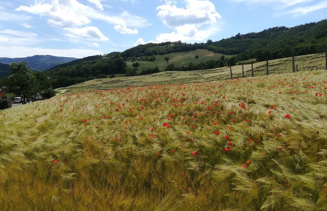La Cartiera dei Benandanti - Foto 32
