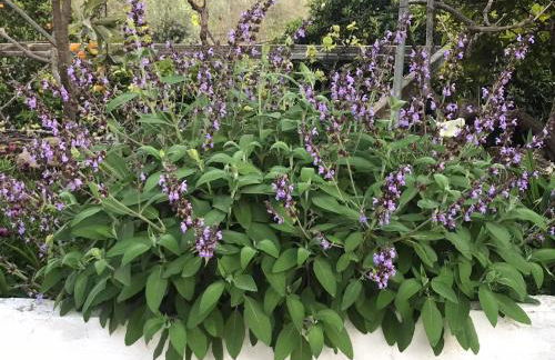 Casa 1-Quinta dos Penedos - Foto 39