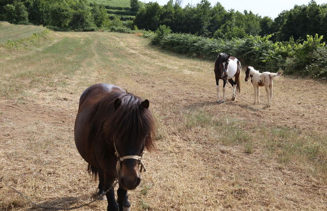 Agriturismo Pirara - Foto 29