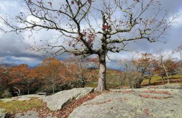 Shiners Hideaway - Cozy Cabin with Trails & Family Memories - Foto 38