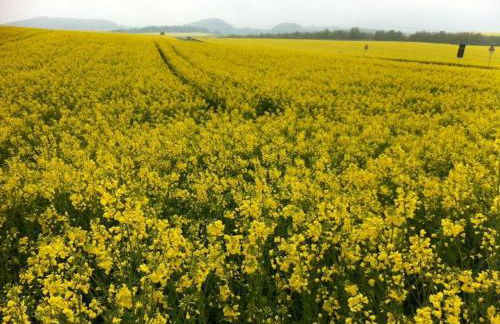 The Cozy Cottage - Foto 28