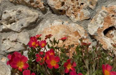 Sassi Di Fteri Villas - Foto 50