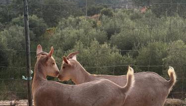 Casa da Aldeia - Exclusive Upper Floor with 3 Bedrooms and Private Pool - Foto 5