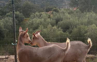 Casa da Aldeia - Exclusive Upper Floor with 3 Bedrooms and Private Pool - Foto 38