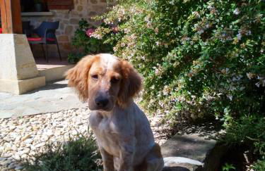 Caserio Arrigorri excelente ubicación jardín con BBQ perfecto para grupos - Foto 20