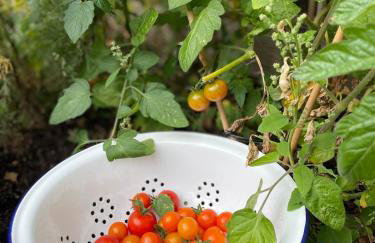Light & spacious family house, Kensal Rise, London - Foto 38