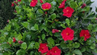 Casa Rural Camino de los molinos y su establo - Photo 3