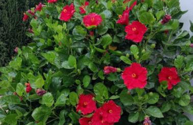 Casa Rural Camino de los molinos y su establo - Photo 3