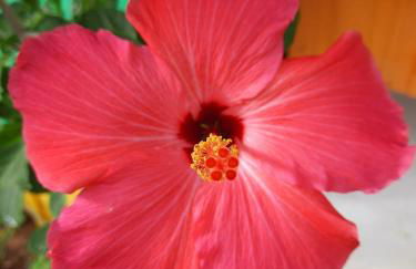 Côco Verde - Pousada Icaraí Kite Village - Foto 21