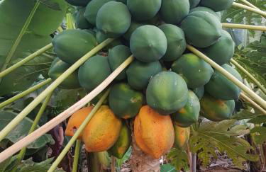 Vivienda Vacacional La Aldea de San Nicolas - Foto 24