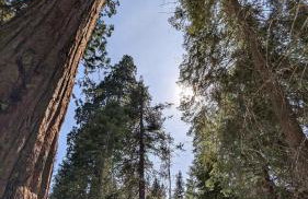 Peaceful Pines Place, a cozy mountain hideaway wAC - Foto 8