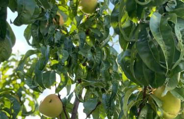 Villa Evanthia - Foto 41