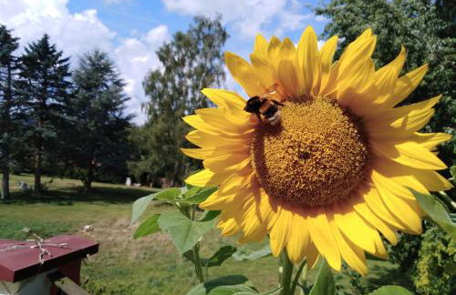 Ferienwohnung Sonnenblume mit Sauna - Foto 25