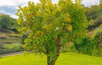 Lar de Sefa 15 - Foto 6