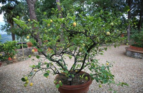 Villa Francesca - Foto 19