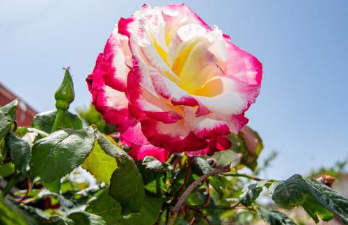 Achilleas Deluxe House-Jacuzzi - BBQ - Foto 36