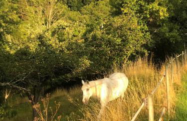 Maison pittoresque à Sainte-Croix-aux-Mines, vue sur la montagne - Foto 49