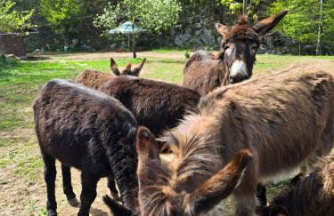 Familija Lovrinovi Retreat - Relax&Reconnect - Foto 25