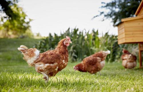 Nunney Lodge - Foto 23