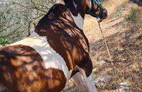 Hvar Mediterranean Ranch House - Foto 45