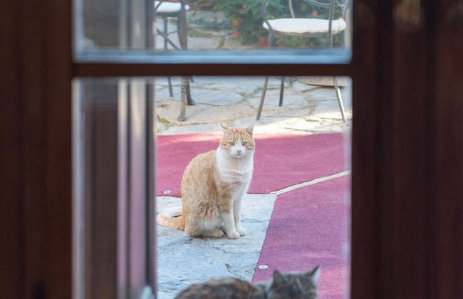 Tenuta La Bandita - Photo 29