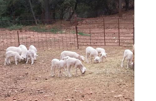 Casa Rural Los Nogales - Foto 29