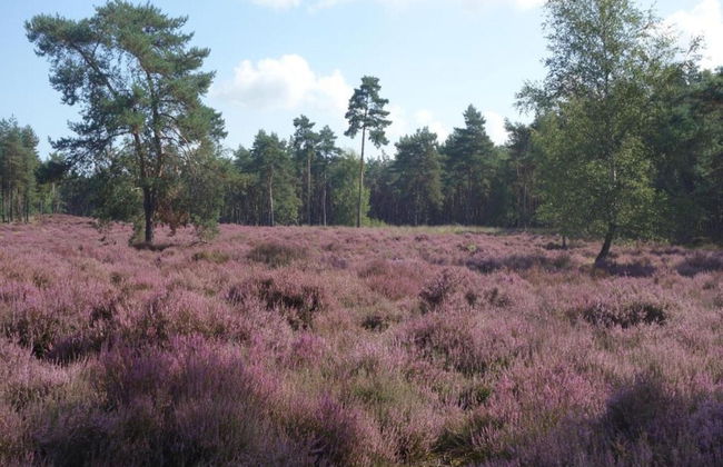 Lodge in Duinhoeve Near Dunes & Playground - Photo 36