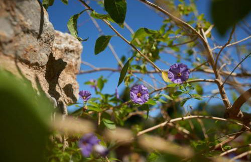 Jardin de Palme - Foto 65