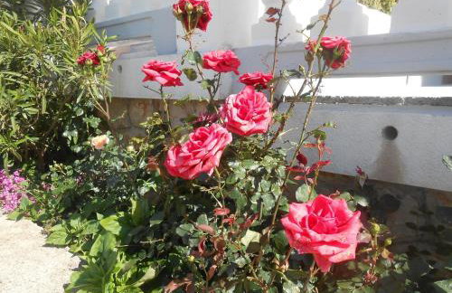 Apartments Pavelic - Foto 68