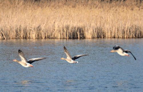 Ferienhaus Landurlaub mit Kamin - Foto 53
