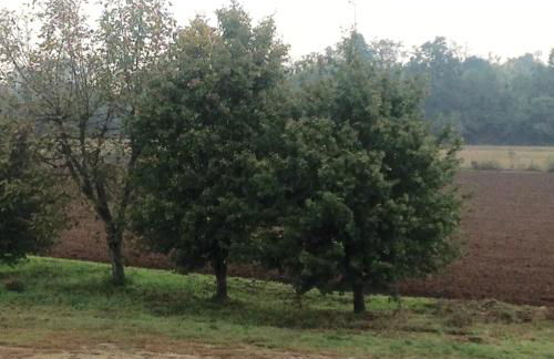 Agriturismo La Morosina - Photo 84