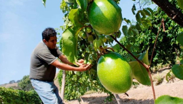 Tour del maracuyá por la Sierra Nevada de Santa Marta - Foto 4, ¡Descubriréis todo sobre el maracuyá!