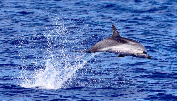 Whale & Dolphin Watching in Caniçal - Photo 4