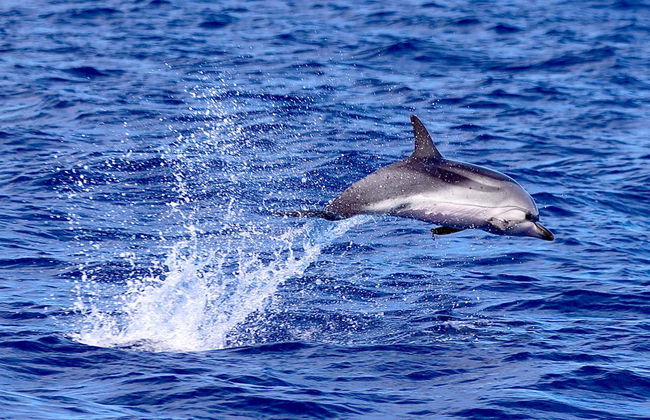 Whale & Dolphin Watching in Caniçal - Photo 4