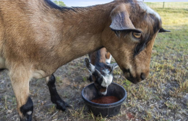 The Goat House Waterfront Hottub 3 Acres - Foto 65